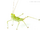 Bug-eyed katydid-monster bug wars