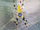 Banana spider-monster bug wars