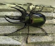 Atlas beetle