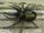 Atlas beetles are a-go: Wild kratts