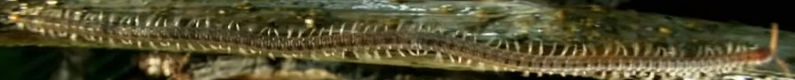 Geophilid Centipede