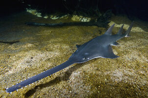 Largetooth-sawfish-Pristis pristis townsville
