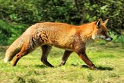 Fox - British Wildlife Centre 