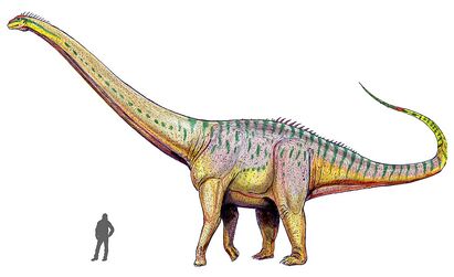 Amphicoelias17DB2