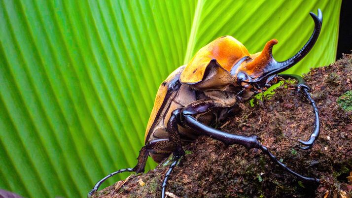 Elephant-beetle-scale