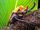 Elephant beetle-a real bug's life