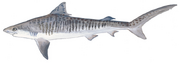 Tiger shark (Duane Raver)