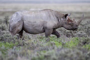 Black Rhinoceros Gemsbokvlakte
