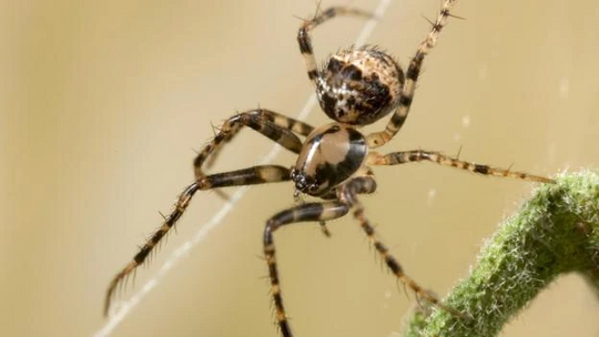 Pirate Spider