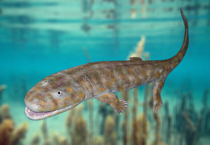 Acanthostega model