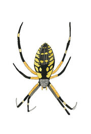 Black-and-Yellow-Argiope DOTTR