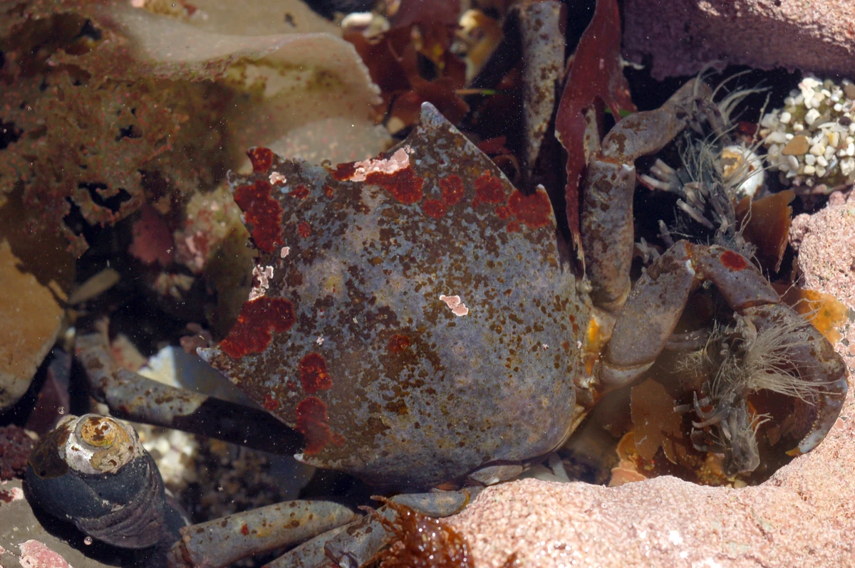 CRABBY DAY FOR CASSY AS MERMAID = Ultimate Book of Spells REBOOT New