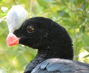 Helmeted curassow-Pauxi pauxi -Denver Zoo, Colorado, USA -head-8a