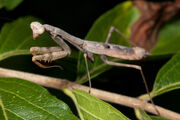 Carolina mantis1