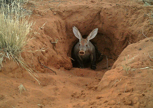 SanWild17-aardvark