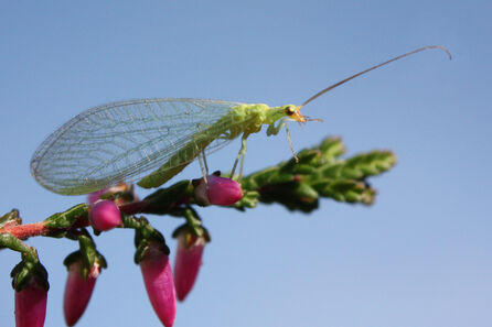Green lacewing chrysopidae