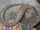 About the Alligator lizard-Wild Kratts fanon