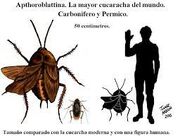 Prehistoric roach1
