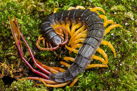 Feather-tail centipede01
