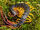 Feather-tail centipede power-Wild Kratts bug adventures