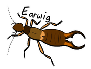 Earwig1