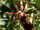 Beware of the bee-killer assassin bug-Wild Kratts Bug Adventures