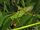 Great green bush cricket rescue-wild kratts bug adventures