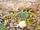 Deathstalker scorpion-battle bugs