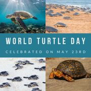 World-Turtle-Day
