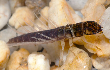 Sialis lutaria larva (aka)
