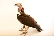 BIRD lappetfaced vulture1020-00146