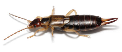 Earwig on white background