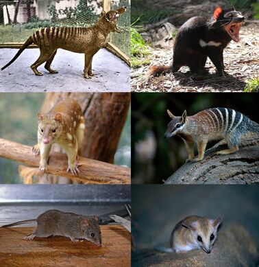 Dasyuromorphia portraits