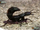 Devil's coach horse beetle
