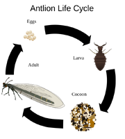 Antlion life cycle.svg
