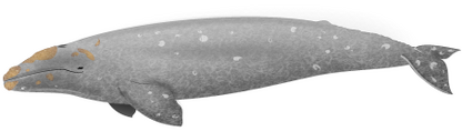 Grey whale-1Grauwal