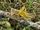 Flight of the Locust swarm-Wild Kratts Bug Adventures