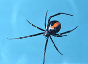 Redback Spider