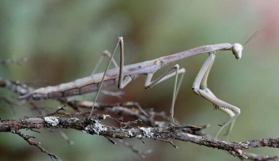 Grass Mantis 01