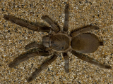 Whistling tarantula-monster bug wars