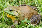 North-American-bullfrog1 (1)