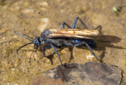 Tarantula hawk wasp