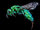 Cuckoo wasp