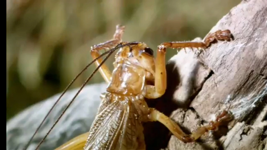 Female Raspy Cricket