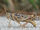 It's a bird, it's a grasshopper, it's both-wild kratts