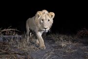 Asianlion001