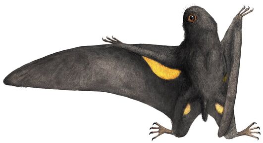 Batrachognathus joschua-knueppe
