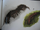 Centipedes of the jungle floor-king kong preview