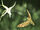 I love hummingbird moths-wild kratts bug adventures
