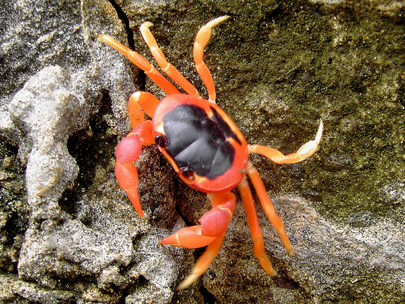Blackback Land Crab